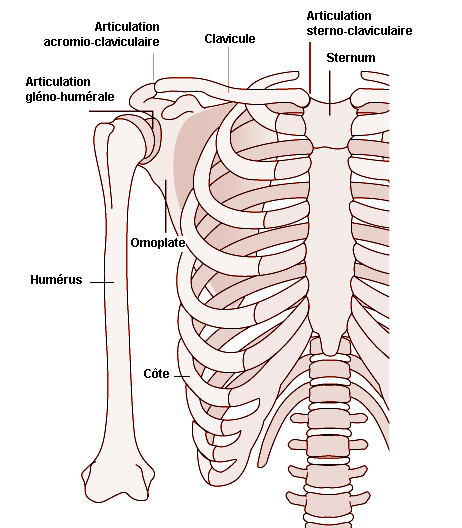 Muscles - Troubles osseux, articulaires et musculaires - Manuels